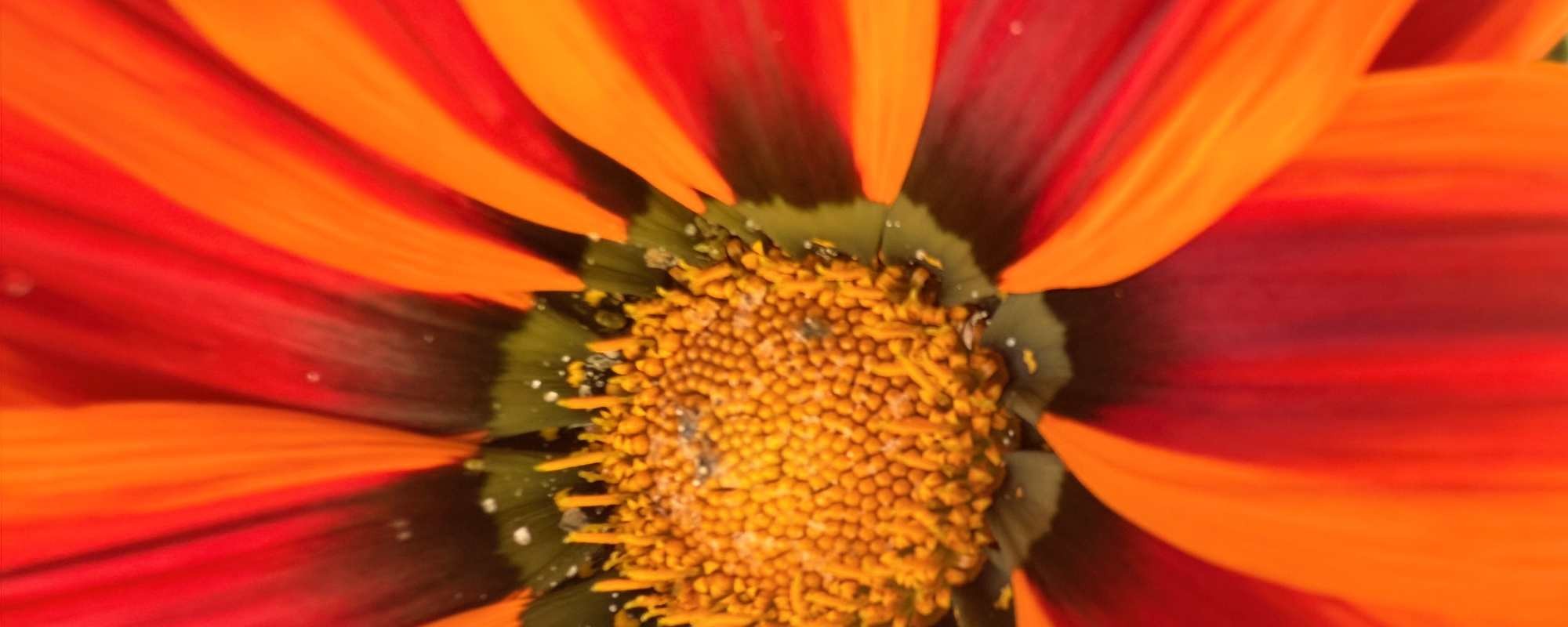 La voie du coeur -<br />Chemin de guérison