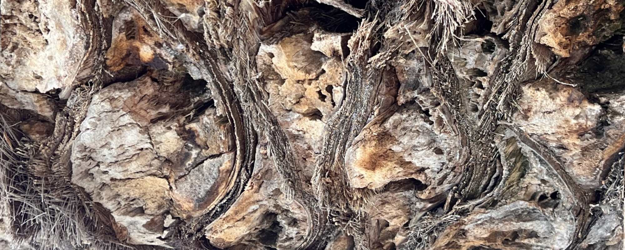 La voie de la racine -<br />Chemin de transformation